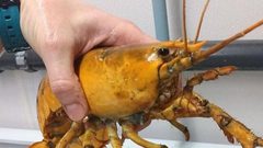 أميركي يصيد مخلوقا بحريا نادرا بلون "غريب"