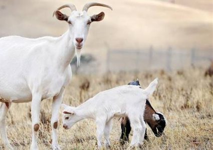 مكالمات فيديو مع الماعز تساهم في إنعاش مزرعة في بريطانيا