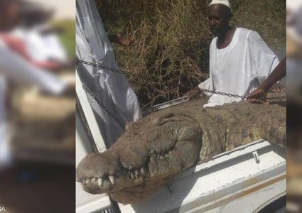 بالصور.. مزارع سوداني يصطاد تمساحا ضخما التهم شخصين