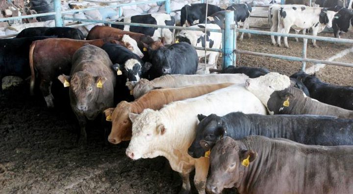 ضبط عجول مهربة في الخليل من دولة الاحتلال