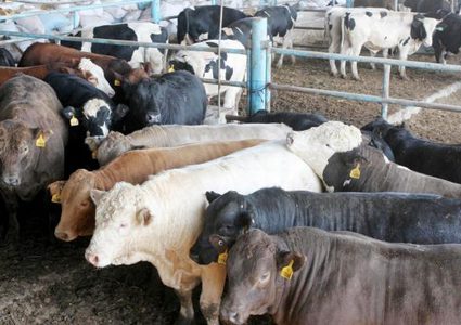 ضبط عجول مهربة في الخليل من دولة الاحتلال