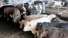 ضبط عجول مهربة في الخليل من دولة الاحتلال