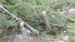 الاحتلال يشرع باقتلاع أشجار حرجية شرق طوباس