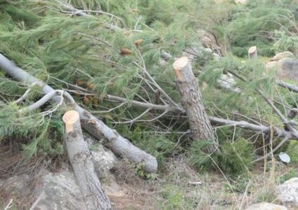 الاحتلال يشرع باقتلاع أشجار حرجية شرق طوباس