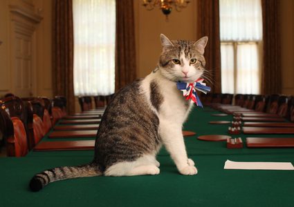 قط يحتفل بمرور عقد على توليه منصبا رسميا في لندن