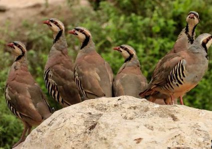 طائر الحجل الفلسطيني.. جمالٌ يكاد ينقرض

تصوير : محمد شعيبي