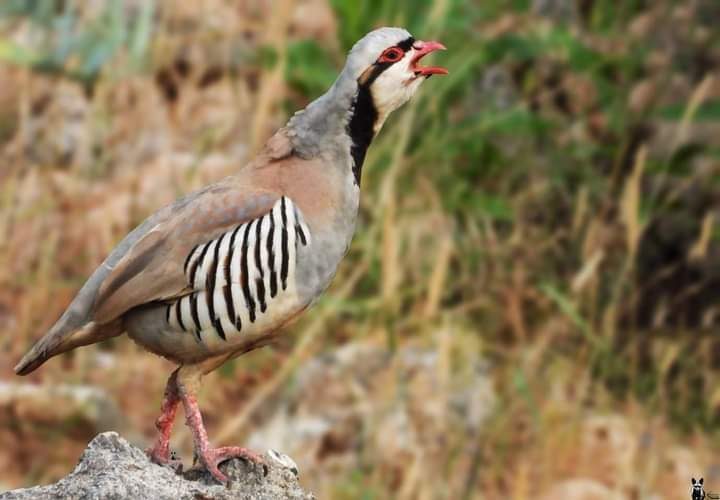 طائر الحجل الفلسطيني.. جمالٌ يكاد ينقرض

تصوير : محمد شعيبي