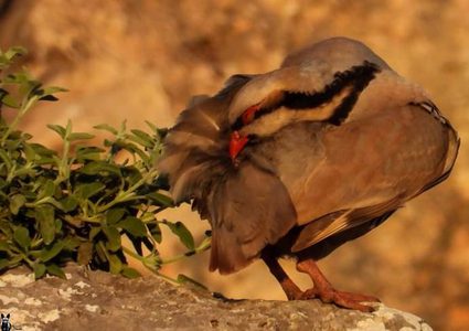 طائر الحجل الفلسطيني.. جمالٌ يكاد ينقرض

تصوير : محمد شعيبي