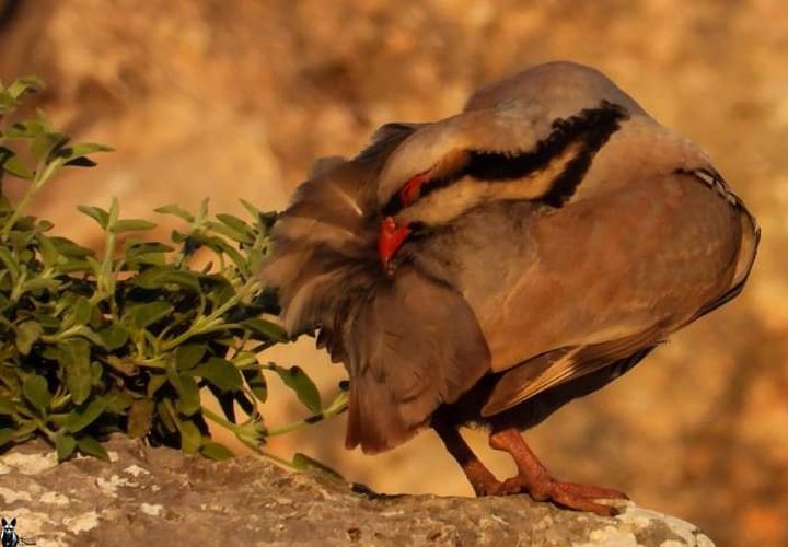 طائر الحجل الفلسطيني.. جمالٌ يكاد ينقرض

تصوير : محمد شعيبي