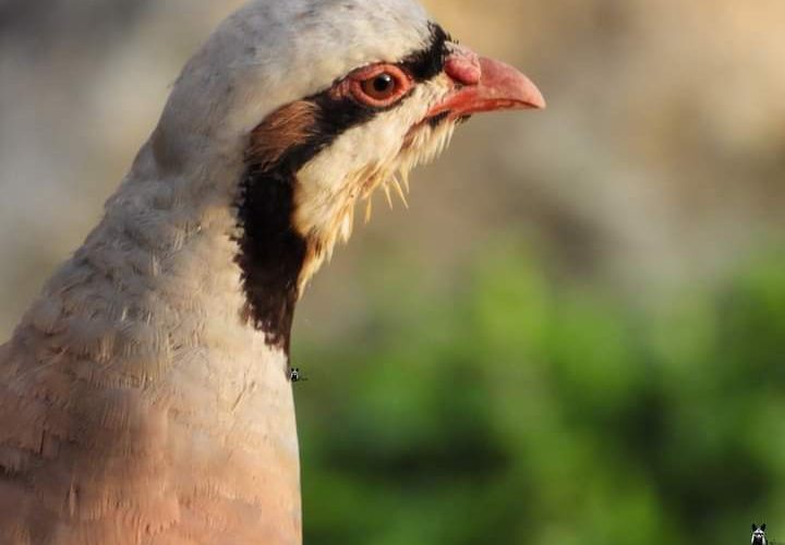 طائر الحجل الفلسطيني.. جمالٌ يكاد ينقرض

تصوير : محمد شعيبي