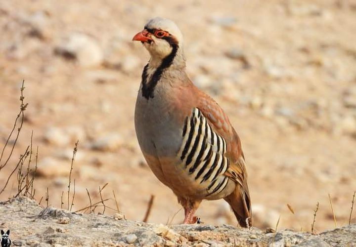 طائر الحجل الفلسطيني.. جمالٌ يكاد ينقرض

تصوير : محمد شعيبي