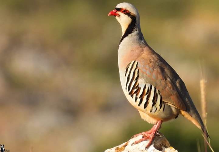 طائر الحجل الفلسطيني.. جمالٌ يكاد ينقرض

تصوير : محمد شعيبي
