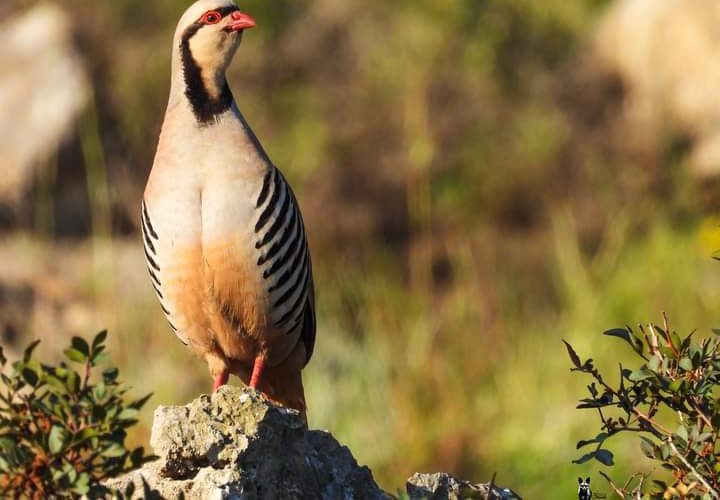 طائر الحجل الفلسطيني.. جمالٌ يكاد ينقرض

تصوير : محمد شعيبي