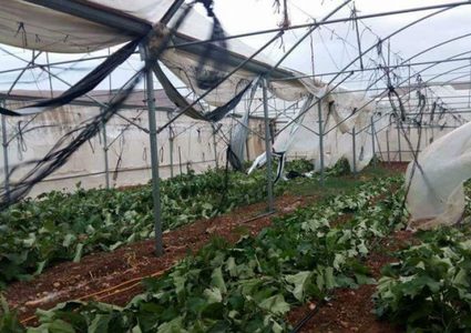 الزراعة ستقدم الدعم للمزارعين المتضررين من المنخفض الجوي