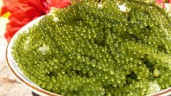 الكافيار الأخضر.. ينمو بحجم الأرض في 4 أشهر ويكفي لإطعام البشرية