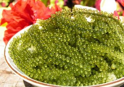 الكافيار الأخضر.. ينمو بحجم الأرض في 4 أشهر ويكفي لإطعام البشرية