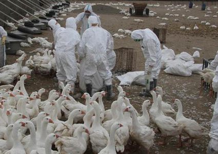 روسيا ترصد أول حالة انتقال إنفلونزا الطيور للبشر