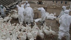 روسيا ترصد أول حالة انتقال إنفلونزا الطيور للبشر