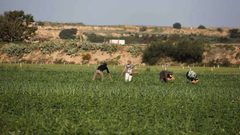 غزة: الاحتلال يرش مبيدات سامة على أراضٍ زراعية شرق خانيونس