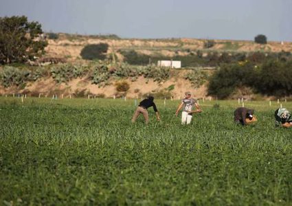 غزة: الاحتلال يرش مبيدات سامة على أراضٍ زراعية شرق خانيونس