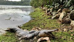 سمكة وحشية نافقة تثير حيرة العلماء وخشية السكان في سنغافورة