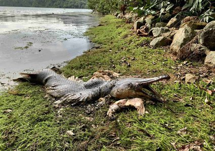 سمكة وحشية نافقة تثير حيرة العلماء وخشية السكان في سنغافورة