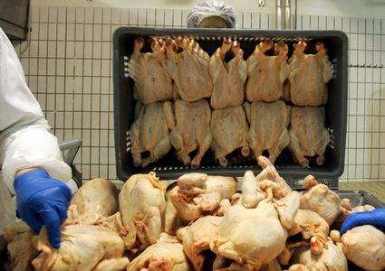 بعد الإبلاغ عن ضحايا.. دجاج "ملوث" يثير الهلع في بريطانيا