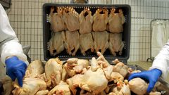 بعد الإبلاغ عن ضحايا.. دجاج "ملوث" يثير الهلع في بريطانيا