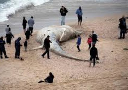 الاحتلال يحظر نشر تفاصيل الكارثة البيئية في السواحل