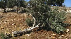 مستوطنون يقتلعون أشتال زيتون من أراضي قرية كيسان