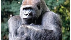 التشيك.. إصابة أسدين وغوريلا بفيروس كورونا