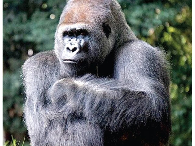 التشيك.. إصابة أسدين وغوريلا بفيروس كورونا