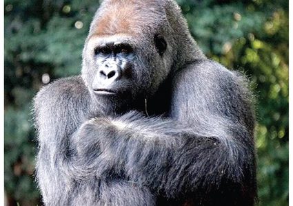 التشيك.. إصابة أسدين وغوريلا بفيروس كورونا