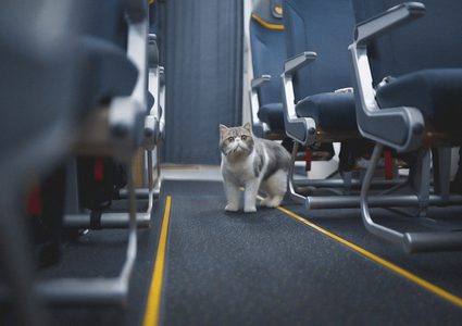 قطة "متطفلة" تجبر طائرة على الهبوط في العاصمة السودانية