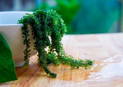 اكتشاف مميزات مذهلة لنبات "الكافيار الأخضر"