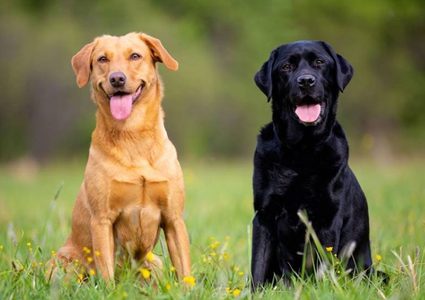 دراسة تكشف تمتع الكلاب بالقدرة على كشف الكذب