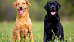 دراسة تكشف تمتع الكلاب بالقدرة على كشف الكذب