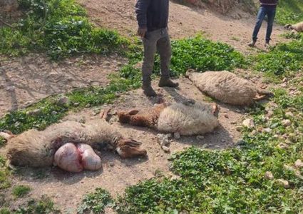 مستوطن يدعس قطيع أغنام في الأغوار الشمالية