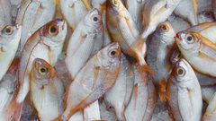 5 علامات لمعرفة ما إذا كانت الأسماك طازجة أم لا