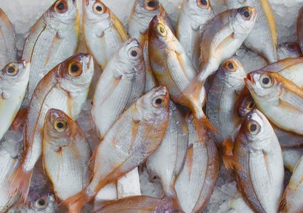 5 علامات لمعرفة ما إذا كانت الأسماك طازجة أم لا