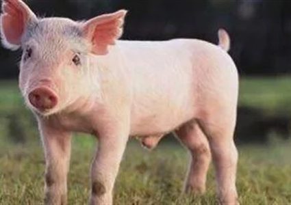 ذبح 3000 خنزير عقب رصد أول حالة مصابة بحمى الخنازير الإفريقية