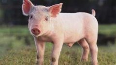 ذبح 3000 خنزير عقب رصد أول حالة مصابة بحمى الخنازير الإفريقية