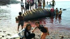 صدفة تغير مصير صيادين يمنيين 45 مليون ريال سعودي في بطن حوت