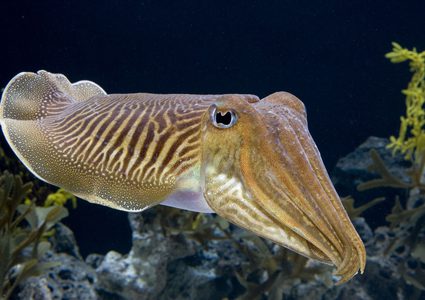 دراسة حديثة تكشف "قدرات خارقة" للحبار