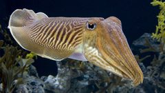 دراسة حديثة تكشف "قدرات خارقة" للحبار