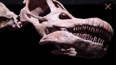 "النينجاتيتان العملاق".. أضخم كائن عاش على الأرض