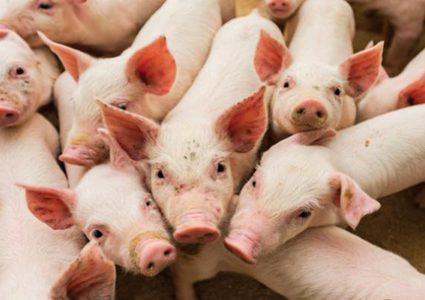 الصين تؤكد تفشي حمى الخنازير في إقليمي سيشوان وخبي