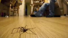 عثر على عنكبوت في بيته.. لكنه واجه موقفا صادما ومرعبا