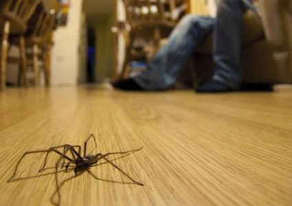 عثر على عنكبوت في بيته.. لكنه واجه موقفا صادما ومرعبا