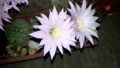 شاهد لحظة تفتح  "زهرة القمر"